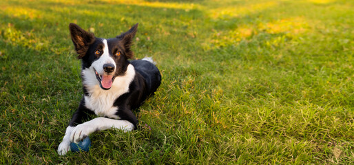 Naklejka na ściany i meble Сheerful black and white border collie lies on the green lawn next to a blue ball and waits for someone to play with her. Life with dog concept