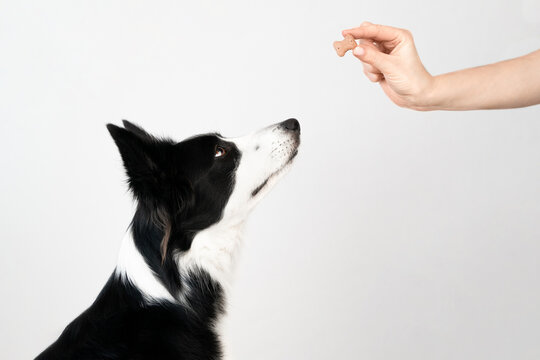 Black and white border collie reaches for a dog treat that the owner's hand holds out to him on a light background. Dog food concept