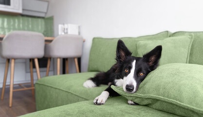 A sad black and white border collie lies on a green couch at home with his head on a pillow. Dog at home