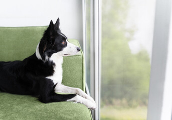 A black and white border collie lies on a green sofa and looks carefully out the window. The dog is bored at home near the window and is waiting for someone to go for a walk with it