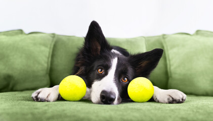 A sad black and white border collie has his head on a green sofa next to two tennis balls and is...