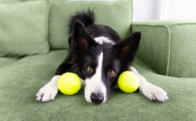 Young black and white border collie puts his head on a green sofa between two tennis balls and...