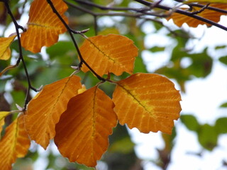 Feuilles d'automne