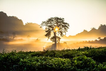 At sunrise, the tea plantation is cloaked in a golden glow, with mist rising gently from the rows...