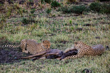 Two leopards silently hunt their prey, swiftly pouncing and overpowering it with precision and...