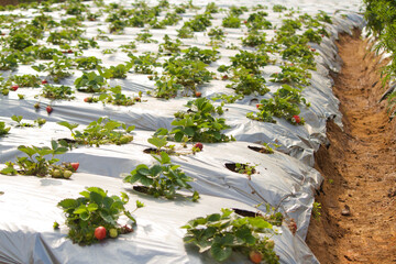 view of strawberry farming