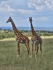 giraffes in the savannah