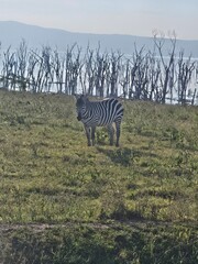 Zebra by the lake