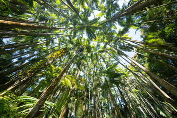 Palm tree tops viewed from below in Big Island Hawaii