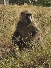 Baboon