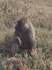 baboon sitting on the rock