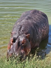 hippopotamus in lake
