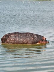 Hippo in the lake