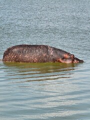 hippo in the water