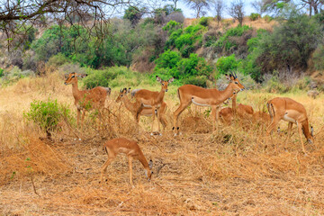 Herd of impalas (Aepyceros melampus) in Tarangire National Park, Tanzania