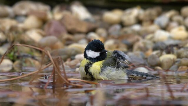 A Great Tit bathing in the water