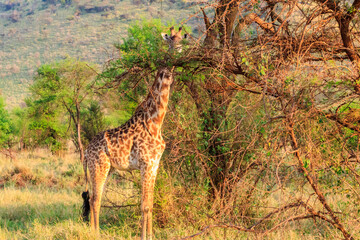 Giraffe in savanna in Serengeti national park in Tanzania. Wild nature of Tanzania, East Africa