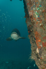 Obraz na płótnie Canvas Scuba Diving West Palm Beach and Jupiter Florida. Goliath Grouper, sharks, morays, underwater pictures