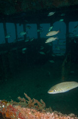 Scuba Diving West Palm Beach and Jupiter Florida. Goliath Grouper, sharks, morays, underwater pictures

