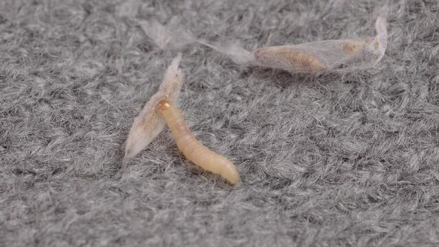 clothes moth caterpillar, Tineola bisselliella, crawls on woolen jacket, eats wool, brown insect, Clothes moth, selective focus, pest concept, destruction and damage to clothes in house