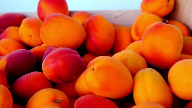 fresh juice fruit, ripe apricots, Prunus armeniaca in female hand, concept of healthy eating, vegan diet, raw, healthy food, benefits of carotenoids, antioxidants dried apricot production