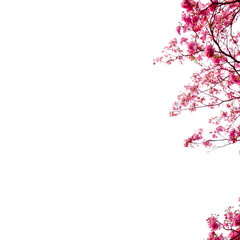 pink cherry blossom isolated png form