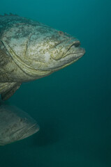 Scuba Diving West Palm Beach and Jupiter Florida. Goliath Grouper, sharks, morays, underwater...