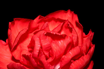 Close Up of Pretty Red Flower Petals for Romance