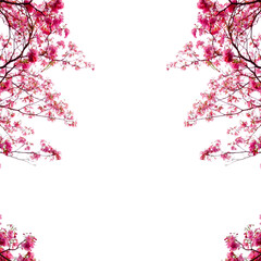 Pink cherry blossom branch isolated 