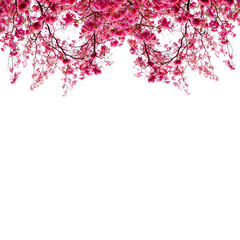 Megenda colour cherry blossom flowers 