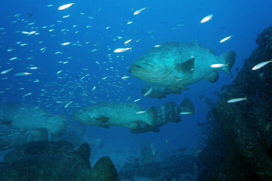 Scuba Diving West Palm Beach and Jupiter Florida. Goliath Grouper, sharks, morays, underwater pictures


