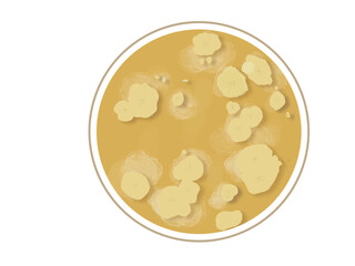 White beige colonies isolated of Candida albicans grow on  Potato dextrose agar plate on transparent background, color painting illustration.