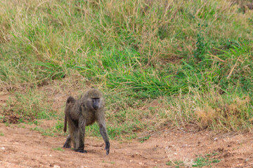 Olive Baboon (Papio anubis) walking in savanna in Serengeti national park, Tanzania