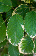 Detail of green leaf of Polyscias plant.