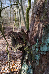 Fototapeta premium The old bark falls off the tree trunk.