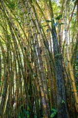 Vertical view of bamboo cluster in the rainforest of the Big Island of Hawaii.