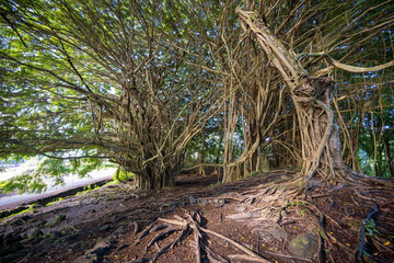 ery large banyan trees near Rainbow Falls, Big Island, Hawaii 