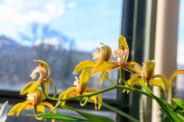 Cymbidium tracyanum, or Tracy's cymbidium orchid plant - obrazy, fototapety, plakaty