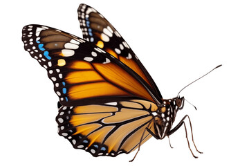 Fototapeta na wymiar Close up to a Beautiful orange tropical Side view monarch butterfly PNG with wings Isolated on Transparent and White Background - tropical wildlife Biology concept