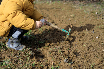 little boy is learning how to be a farmer and planting young vegetables in the home garden in the spring