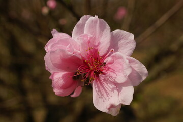Fototapeta na wymiar Close-up of peach blossoms blooming in spring - Prunus persica