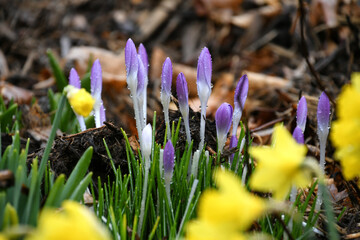 Purple crocus flowers blooming with dew or rain drops, crocuses first signs of spring in garden...