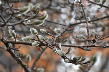 A branch of star magnolia tree buds in the spring season, texture nature background