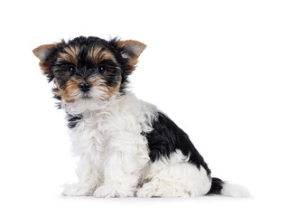 Adorable Biewer Terrier dog pup, sitting up side ways. Looking straight to camera. Isolated on a white background.