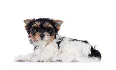 Adorable Biewer Terrier dog pup, laying down side ways. Looking straight to camera. Isolated on a white background.