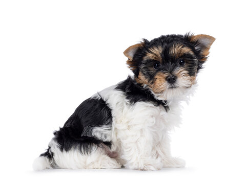 Adorable Biewer Terrier dog pup, sitting up side ways. Looking straight to camera. Isolated on a white background.