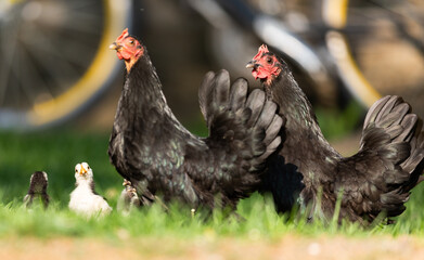 A hen a brood hen with chickens