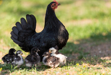 A hen a brood hen with chickens