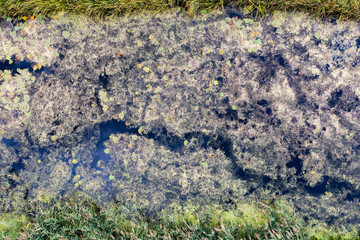 View of the bushes in the stream, view from the drone.