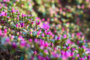 Beautiful pink blooming rhododendron obtusum flowers in the garden in spring.
